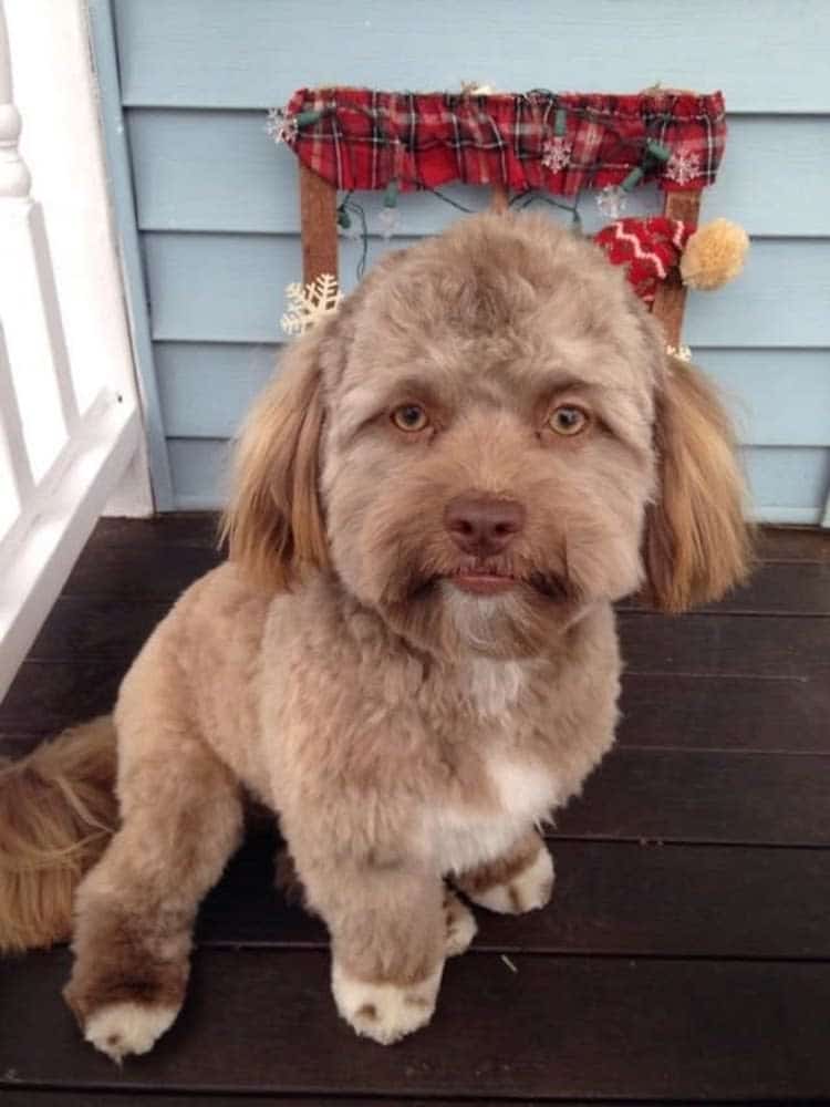dog with human face 6