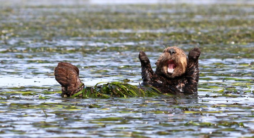 comedy wildlife photography awards winners 2017 11 5a33d74043afd 880