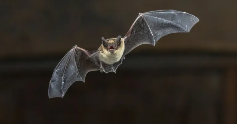 10 τραγούδια με αναφορά σε νυχτερίδες