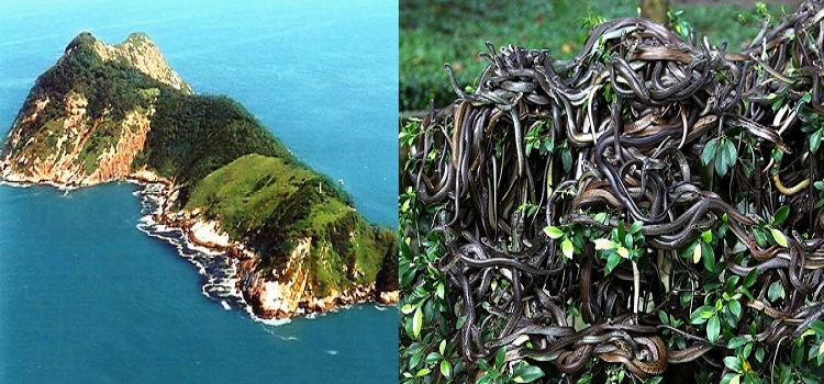 4239 Snake Island An island with 2 million snakes and zero human population 01