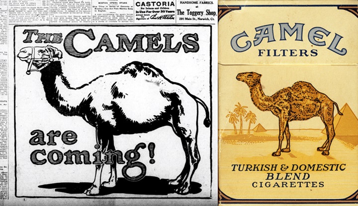 camel pic 1