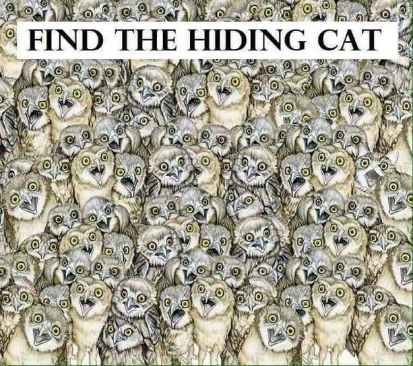 find the cat 2
