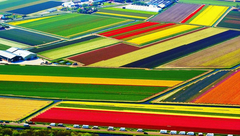 aerial photography tulip fields