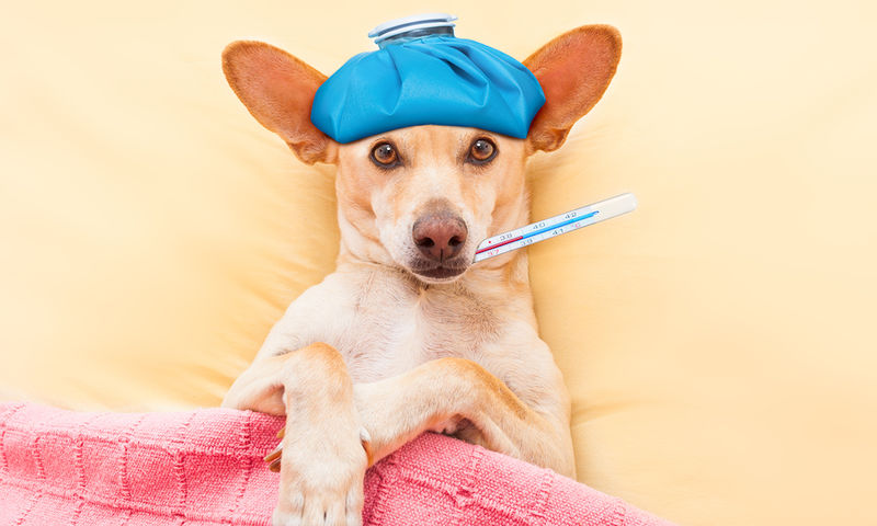 bigstock Sick Ill Dog 137868122