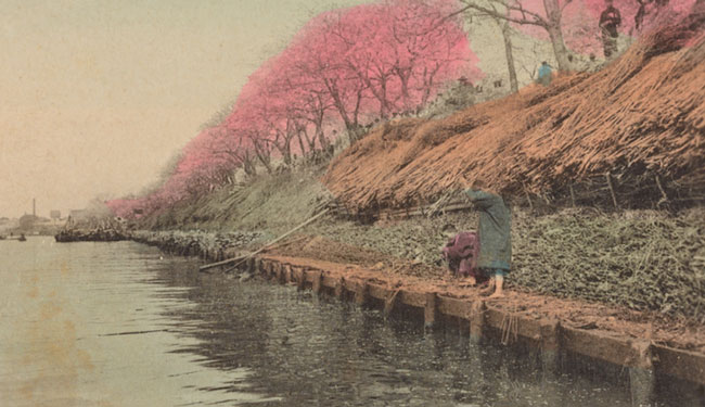 postcard Cherry blossom at Mukojima Tokyo