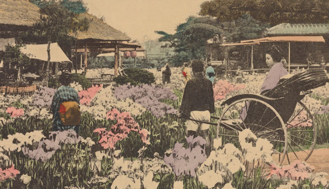 postcard Iris garden at Horikiri Tokyo