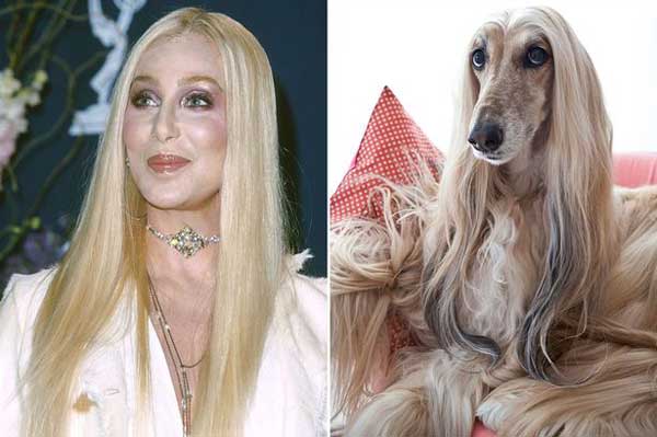 Cher and an Afghan Hound