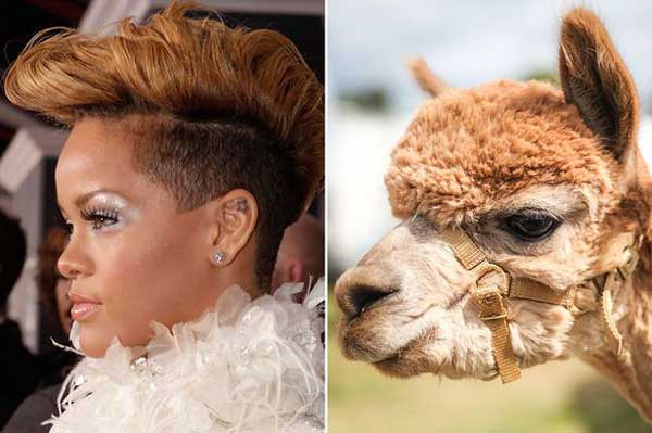 Rihanna and an Alpaca