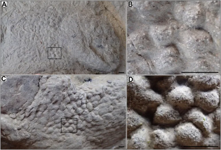Δεκάδες διατηρημένες πατημασιές δεινοσαύρων 100 εκατ. ετών βρέθηκαν στο Σάσεξ