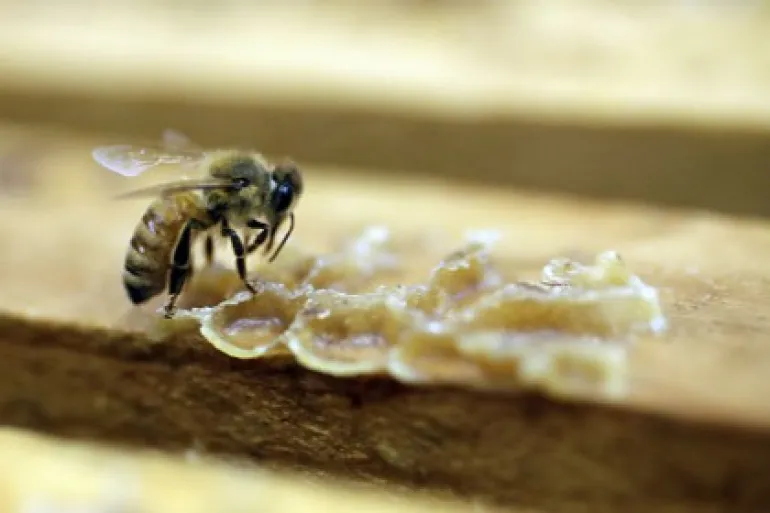 Μέλισσες ζούσαν μέσα στο μάτι μιας γυναίκας και τρέφονταν από τα δάκρυα της