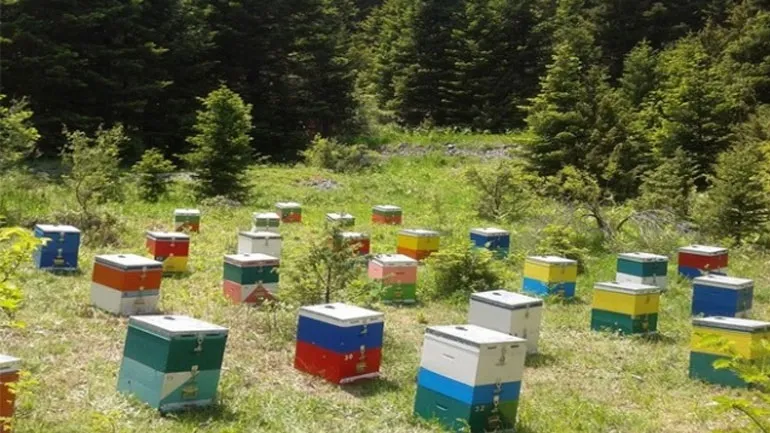 Οι μέλισσες έχασαν τα βοσκοτόπια τους, Οι Ελληνες μελισσοκόμοι που δεν τα δήλωναν δεν μπορούν να αποζημιωθούν 
