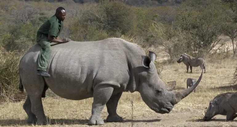 Κένυα: Πέθανε Ο Τελευταίος Αρσενικός Λευκός Ρινόκερος Του Βορρά