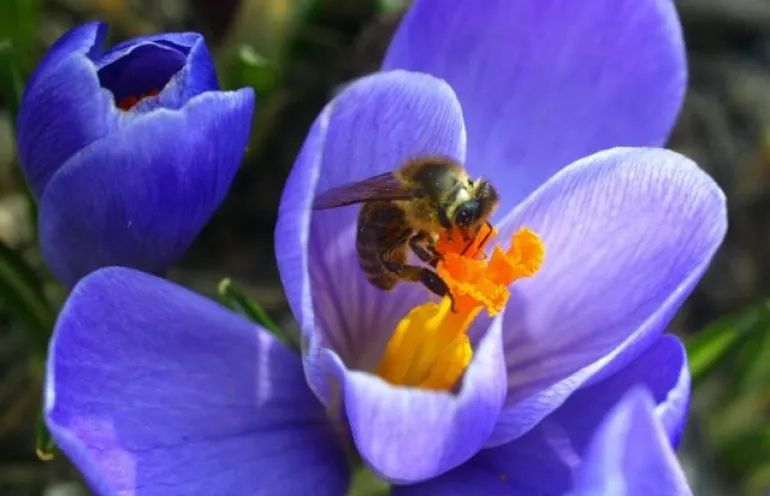 Επιστήμονες ανακάλυψαν το αρχαιότερο απολίθωμα επικονίασης λουλουδιού από έντομο