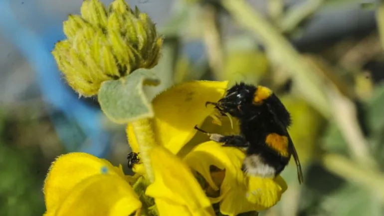 Πέθαναν 500 εκατομμύρια μέλισσες  τους τελευταίους τρεις μήνες στην Βραζιλία