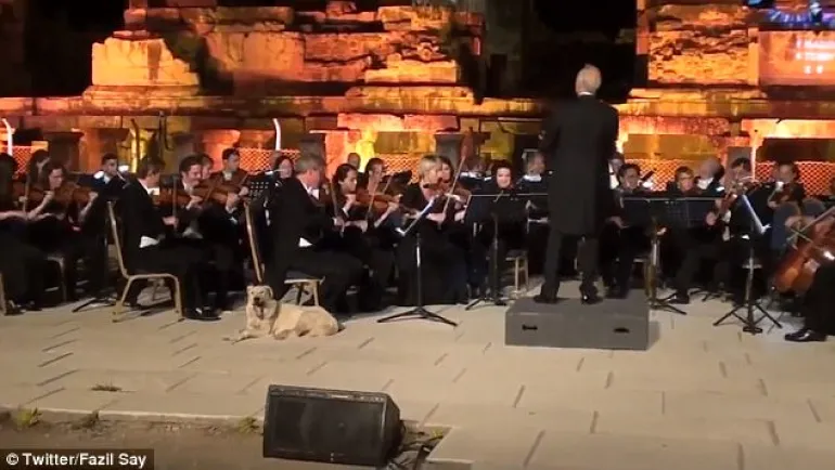 Σκύλος σε συναυλία κλασικής μουσικής