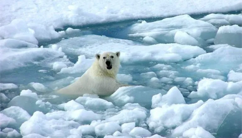 Η υψηλή θερμοκρασία της Αρκτικής ανησυχεί τους επιστήμονες