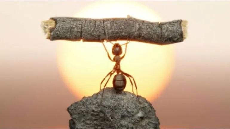 Η διδακτική ιστορία ενός μικρού μυρμηγκιού...