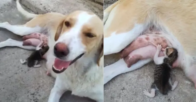 Σκυλίτσα θηλάζει γατάκι στην Λαμία που το πέταξαν στα σκουπίδια σε ένα βίντεο που συγκινεί