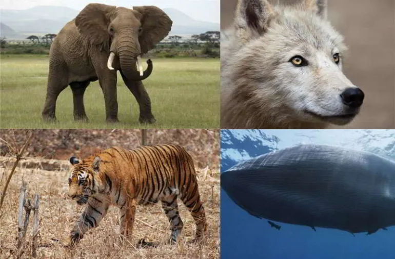 Zώα υπό εξαφάνιση: 600 είδη που σήμερα θεωρείται ότι δεν κινδυνεύουν βρίσκονται στην πραγματικότητα υπό απειλή