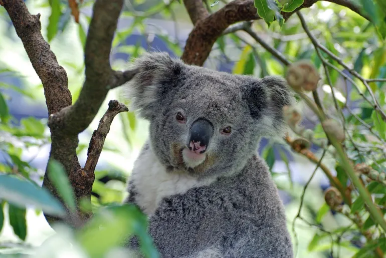 Από την πείνα πεθαίνουν τα Koala στην Αυστραλία 