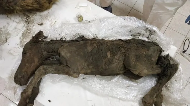 Μοναδική ανακάλυψη: Βρήκαν πουλάρι 42.000 ετών με υγρό αίμα και θέλουν να το κλωνοποιήσουν
