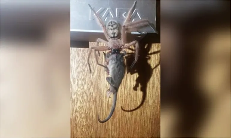 Αράχνη-γίγας καταβροχθίζει πόσουμ στην Τασμανία