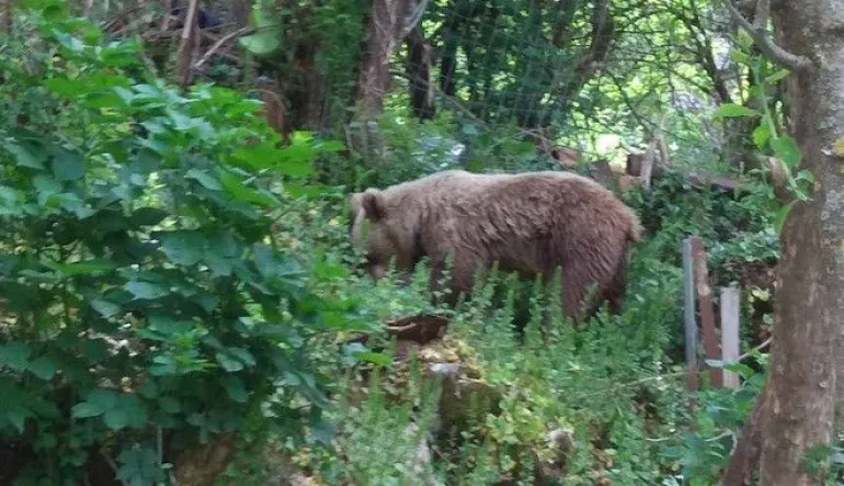 Αρκούδα ζει εδώ και ένα μήνα μαζί με τους κατοίκους στο Μικρό Πάπιγκο στην Πίνδο