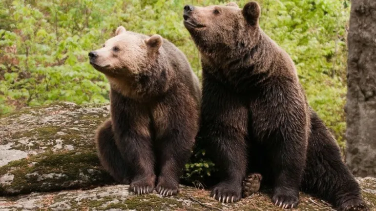 Χορεύει η νηστική αρκούδα; τραγούδια για αρκούδες
