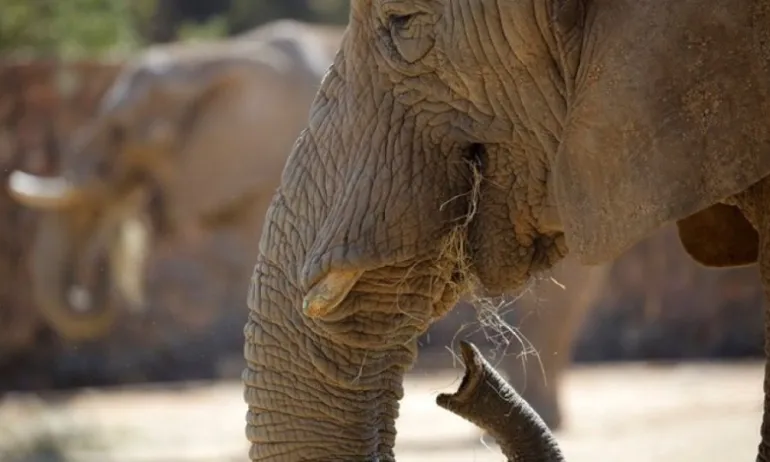Είμαστε αξιολύπητα όντα: Παγκόσμια οργή και κατακραυγή για την έγκυο ελεφαντίνα που την τάισαν κροτίδα