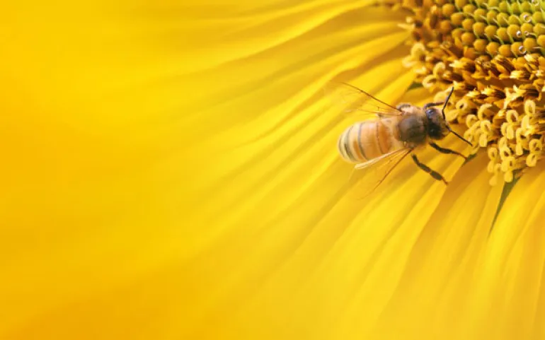 Μεγάλο θέμα στην Αμερική ο θάνατος των μελισσών