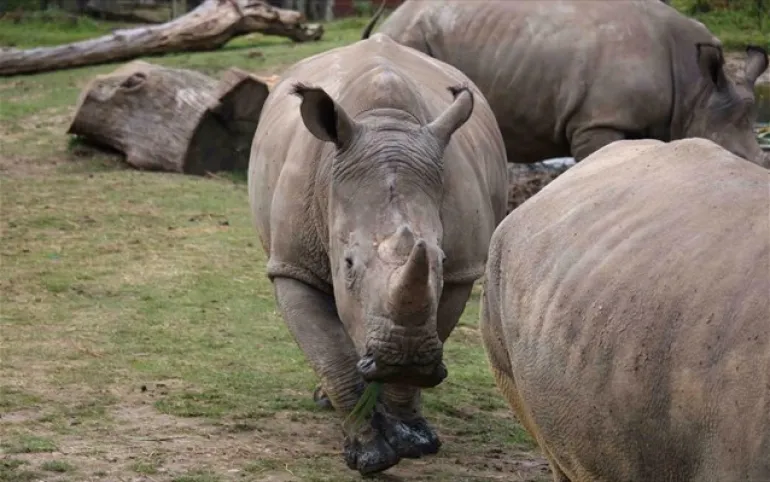 Πού πάμε: Τσεχία: Ζωολογικός κήπος θα αφαιρέσει προληπτικά τα κέρατα των ρινόκερων