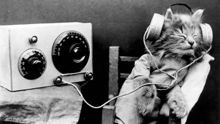 Οι επιστήμονες σχεδίασαν μουσική ειδικά για γάτες..