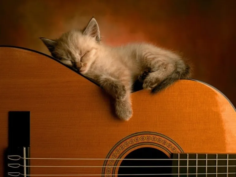 10 τραγούδια για γάτες