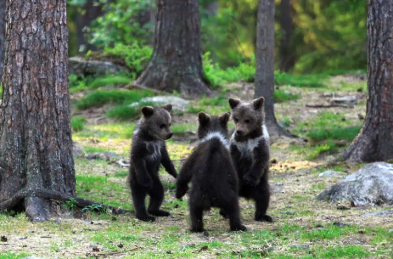 Η εποχή που στην Ελλάδα η μουσική ήταν για να χορεύουν οι αρκούδες πέρασε