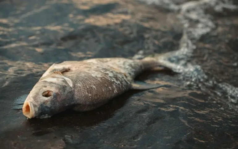 Τέλος του κόσμου όπως τον ξέραμε; Χιλιάδες νεκρά ψάρια ξεβράστηκαν στις όχθες ποταμών στην Βουλγαρία  (Έβρος)