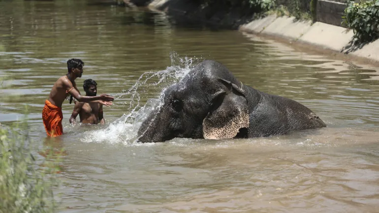 Είναι οι άνθρωποι τα πιο άκαρδα πλάσματα στον πλανήτη; Ινδία: Κατακραυγή για την έγκυο ελεφαντίνα που την τάισαν... κροτίδα
