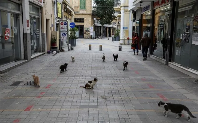 1 εκατομμύριο αδέσποτες γάτες στην Κύπρο