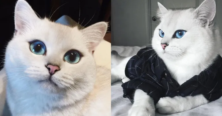 Η διάσημη γάτα με τα πιο όμορφα μάτια στον κόσμο και το βλέμμα που μαγεύει