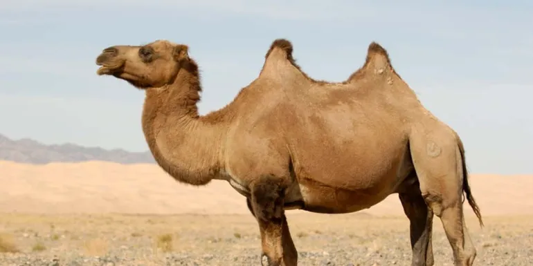 Αυστραλία: Σκοτώνουν 10.000 καμήλες γιατί πίνουν πολύ νερό