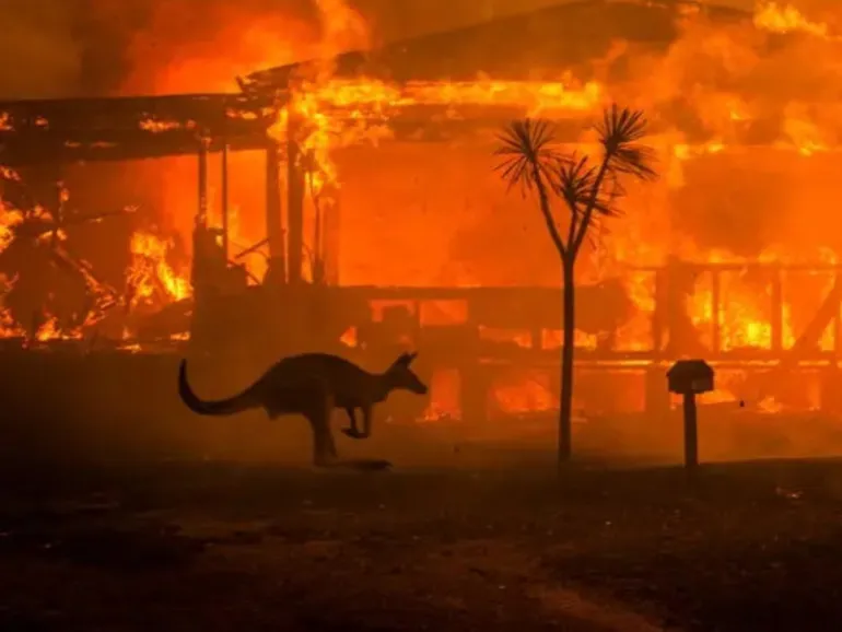 Μισό δισεκατομμύριο ψυχές ζώων καμένες στην Αυστραλία, τραγική η εξέλιξη από την φωτιά