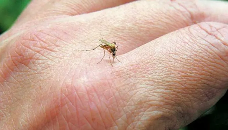 Πώς να προστατευτείτε από τα κουνούπια!