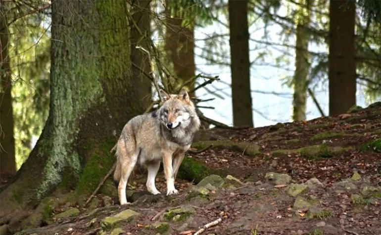 Επέστρεψαν οι λύκοι στην Πάρνηθα: Πόσοι είναι και πώς εμφανίστηκαν