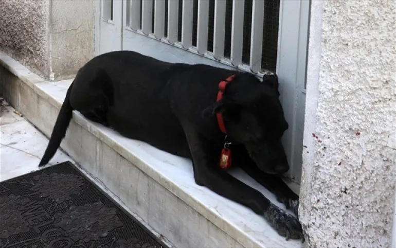 Μίκης Θεοδωράκης - Τραγική φιγούρα ο θλιμμένος σκύλος στο πλατύσκαλο του σπιτιού