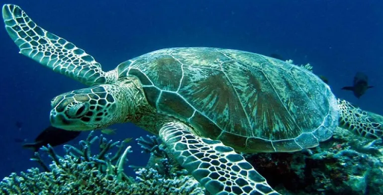 Περισσότερες από τις μισές θαλάσσιες χελώνες έχουν φάει πλαστικό σύμφωνα με νέα έρευνα