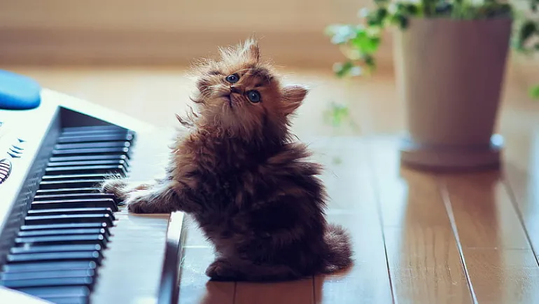 Τι νέα ψιψίνα, 10 τραγούδια για γάτες