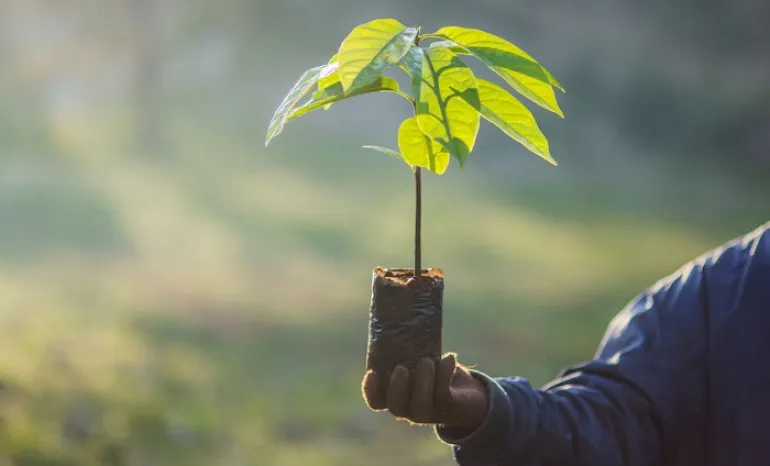 Μπορεί η φύτευση ενός τρισ. δέντρων να μας σώσει από την κλιματική αλλαγή;