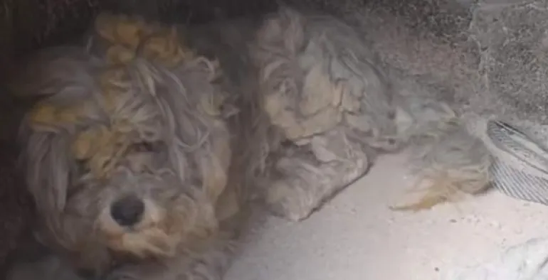 Σκύλος επιβίωσε από την φωτιά στο Μάτι κρυμμένος μέσα σε φούρνο