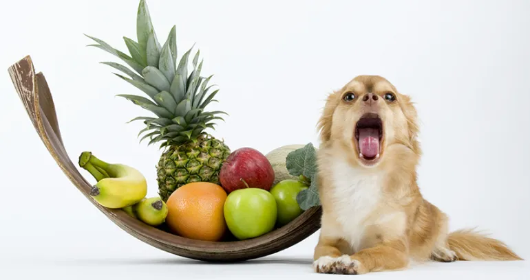 Ποια είναι τα  φρούτα που μπορεί να φάει ο σκύλος σου