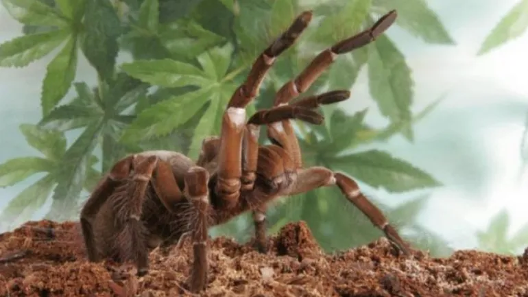 Έρευνα: Oι αράχνες θα μπορούσαν φάνε όλους τους ανθρώπους του πλανήτη σε μόλις 12 μήνες 