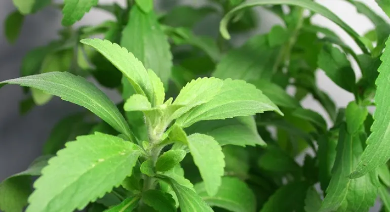 Κάπνισμα: Αυτό είναι το βότανο που μπορεί καταστρέψει την επιθυμία για νικοτίνη